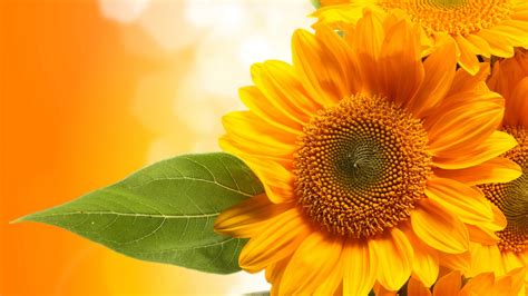 Free Sunflower Wallpaper For Phone Flowerwallpapero