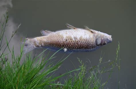 Bas Rhin Une Vingtaine De Poissons Retrouvés Morts Dans Une Rivière