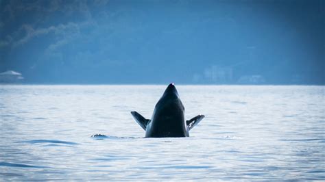 Whales Come To Play On Puget Sound Photo 23