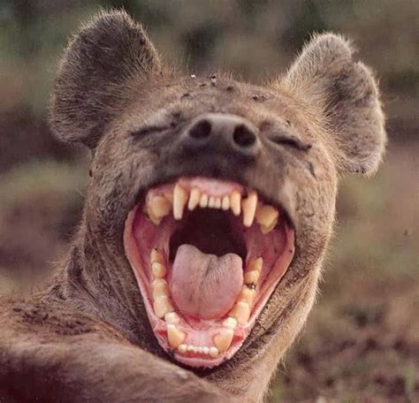 Hyena Laughing And White Wolves On Pinterest