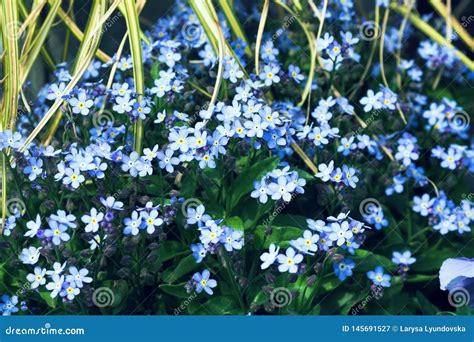Small Blue Flowers Grow In A Flower Garden On A Sunny Day Forget Me