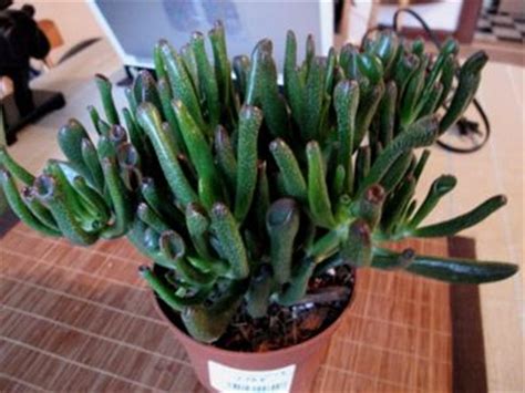 Easter cactus cactus flower flower pots indoor cactus cactus plants begonia christmas cactus care how to grow cactus cactus candles. Thick, tubular, deep green stalks with tiny white spots