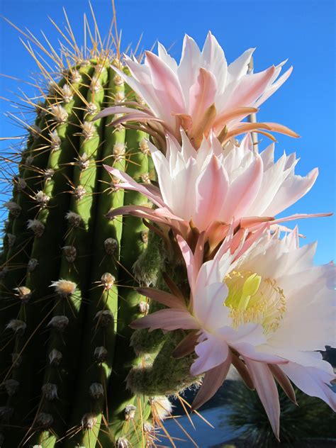 Unlocking The Secrets Of Cactus Bloom A Definitive Guide To Inducing