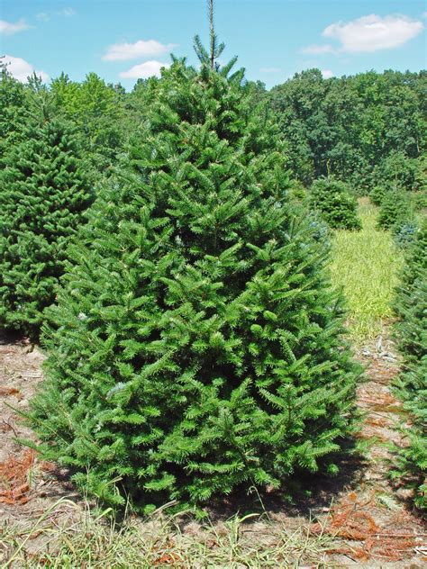 Canaan Fir — Affordable Trees