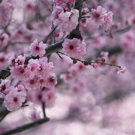 But the peak bloom period lasts only a few days. SAKURA - JAPANESE CHERRY BLOSSOMS ARE INFUSED WITH ...