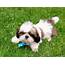 Shih Tzu Puppies For Sale  Oxford CT 298933 Petzlover
