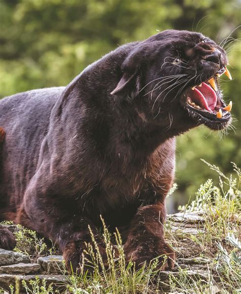 The Beast Of Exmoor