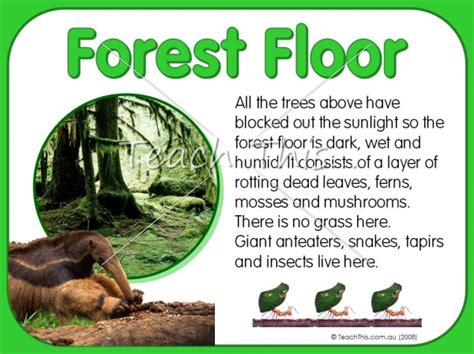 Forest Floor Animals