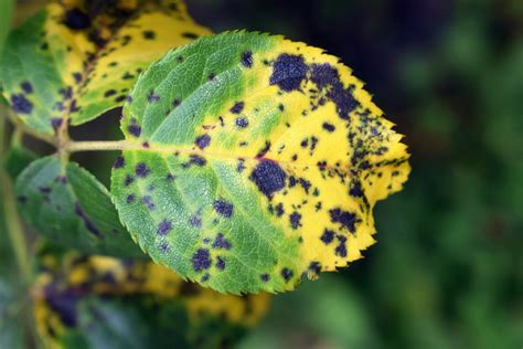 The Best Way To Treat Black Spots On Roses Happysprout