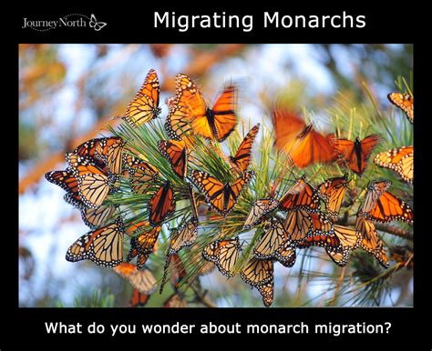 Slideshow The Magic Of Monarch Butterfly Migration