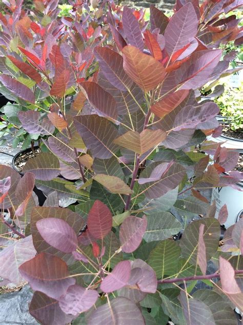 Cotinus coggygria royal purple) cotinus coggygria royal purple) — листопадный кустарник высотой 1,5 — 3 м с раскидистой кроной и декоративными листьями. Cotinus coggygria Royal Purple Smokebush, Royal Purple, #3 ...