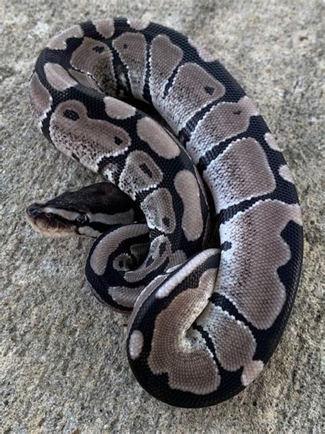 Vpi Axanthic Ball Pythons For Sale Snakes At Sunset