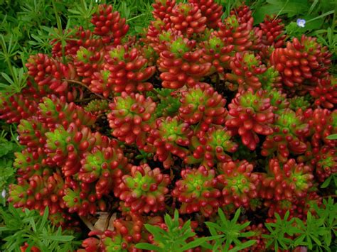 Sedum rubrotinctum - Jelly Bean Plant | World of Succulents