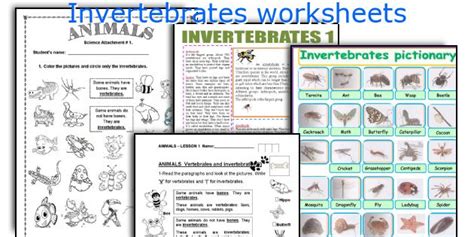 With so many differences, how do you classify an invertebrate? English teaching worksheets: Invertebrates