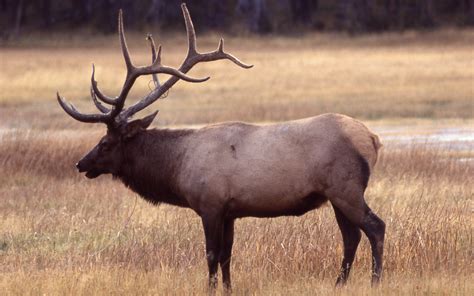 Elk Facts, History, Useful Information and Amazing Pictures