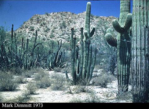 We are here to serve all your cactus, pond and. Sonoran Desert - Columnar cacti
