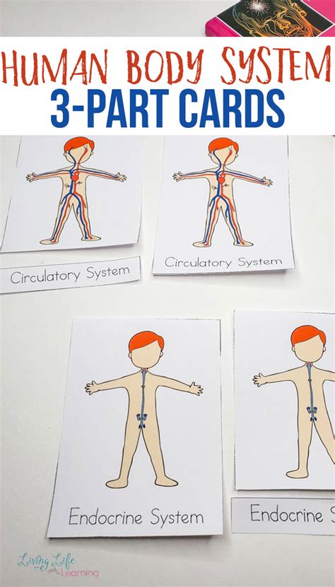 Human Body Interactive Worksheet Edwayz On Twitter Science Worksheets