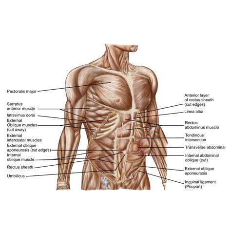 Anatomy Of Human Abdominal Muscles Poster Print 8 X 10