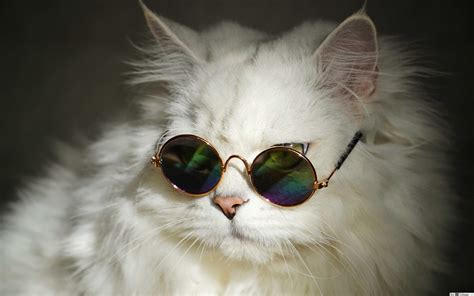 Cat Wearing Glasses Wallpapers Top Free Cat Wearing Glasses