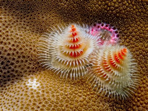 Christmas Tree Worm On A Coral Reef Stock Image Image Of