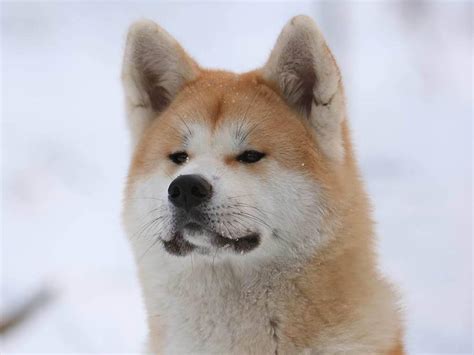 Akita Inu Wallpapers Wallpaper Cave