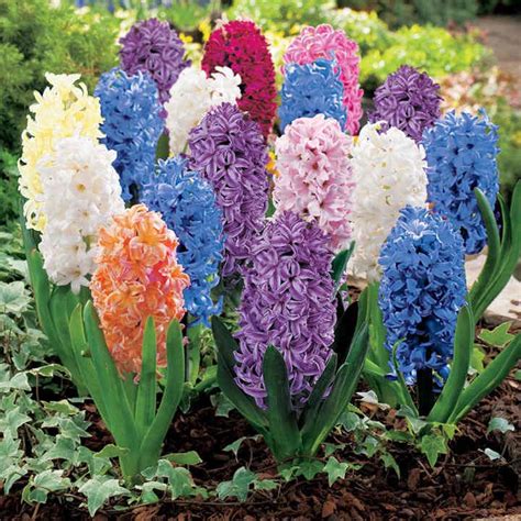 Hyacinth Bulbs Collection Blue Cross