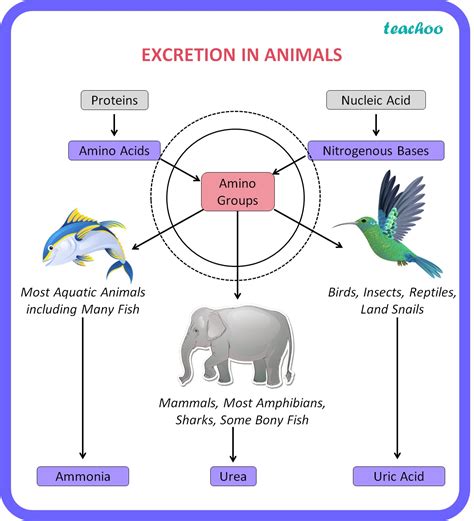 Excretion In Animals Bilogy Class 10 Notes Teachoo Concepts