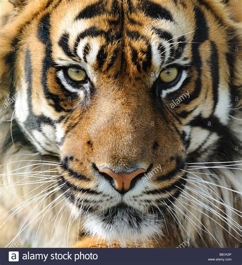 Download and use tigress stock photos for free. Tiger Face Stock Photo - Alamy