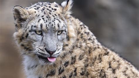 Download Wallpaper 1920x1080 Irbis Animal Protruding Tongue Big Cat