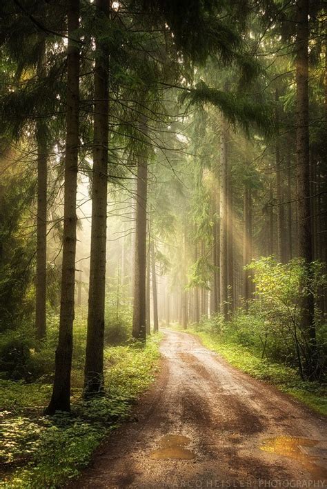 Path Of Dreams Beautiful Warm Sunrise Light Falls Upon A Forest Path By