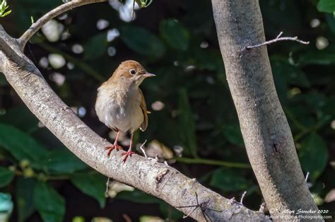 Common Nightingale Birdlife Cyprus