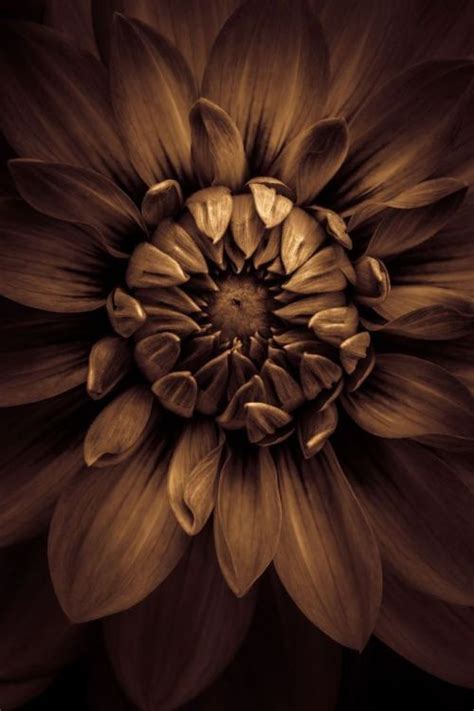 Check spelling or type a new query. e texture | Arte del fiore, Foto, Colori