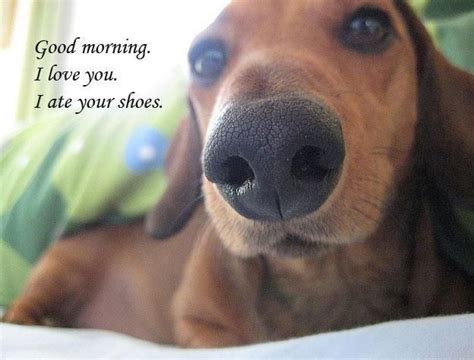 Good Morning I Love You I Ate Your Shoes ♥ Doxie Dogs Funny