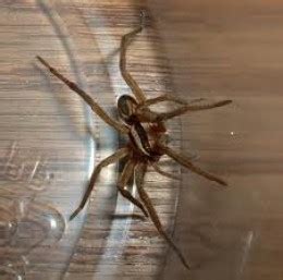 The black widow is (dangerous) _ spider because its bite can kill a man in a few minutes. Spiders in My Backyard: Black Widows and Funnel Web Grass ...