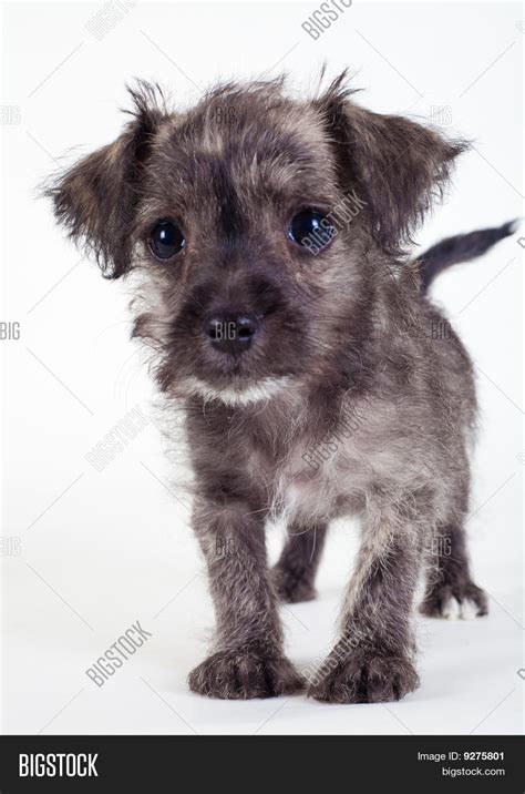 Cute Cutest Mutt Puppies L2sanpiero