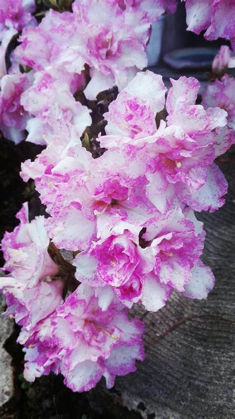 azalea rhododendron simsii bring this beautiful flowering shrub into your home to combat