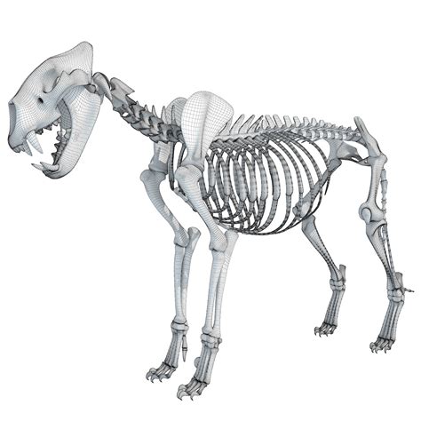 Lion Skeleton 3d Model 3d Horse