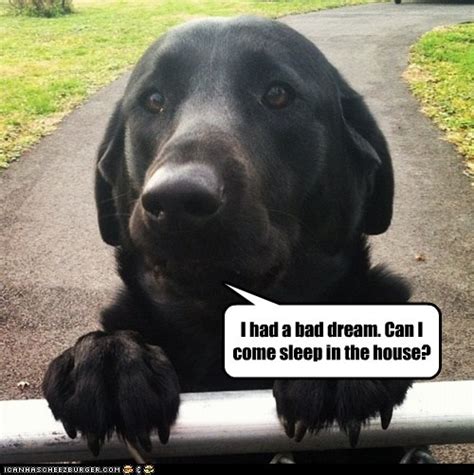 I Has A Hotdog Black Lab Page 4 Funny Dog Pictures