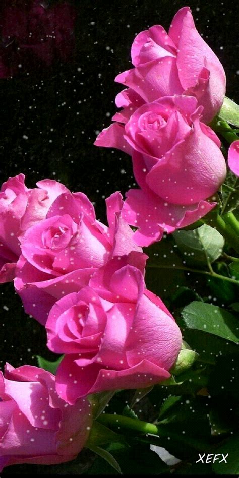 калейдоскоп Beautiful  Flowers Rose
