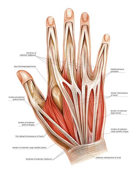 Muscles Of The Hand Photograph By Asklepios Medical Atlas Pixels Merch