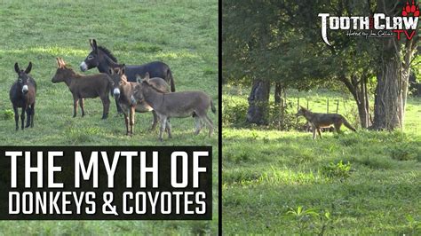 The Myth Of Donkeys And Coyotes Coyote Hunting Youtube