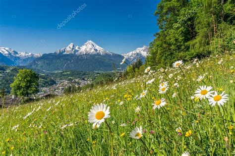 Bavarian Alps With Beautiful Flowers And Watzmann In Springtime