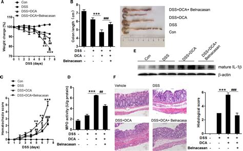 Find the latest document security systems, inc. Frontiers | Deoxycholic Acid Triggers NLRP3 Inflammasome ...