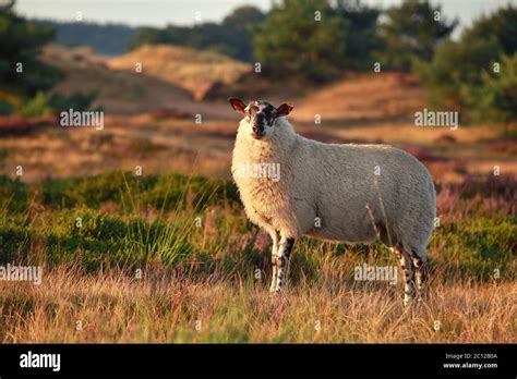 Sheep On Hill In Sunset Sunlight Stock Photo Alamy