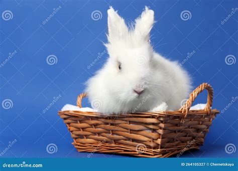 Fluffy White Rabbit In Wicker Basket On Blue Background Cute Pet Stock