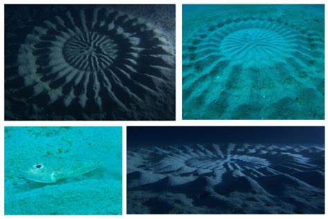 What Causes These Mysterious Underwater Crop Circles