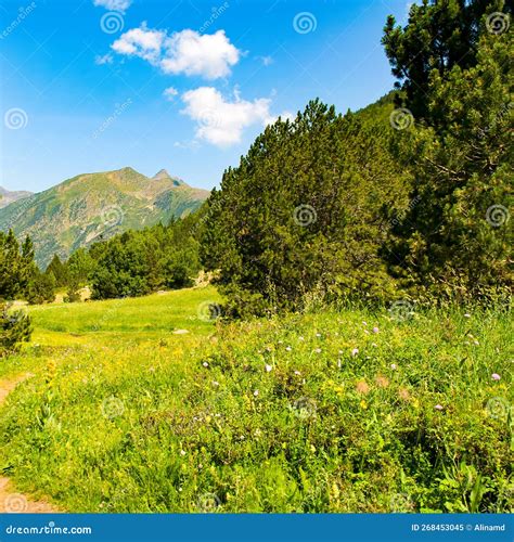 Picturesque Mountain Landscape With A Green Meadow And Pine Trees Stock