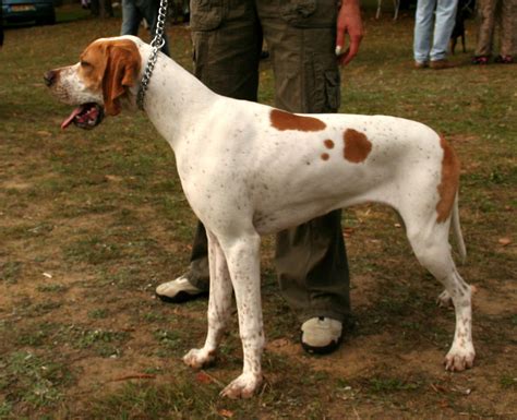 Pointer Information Dog Breeds At Thepetowners