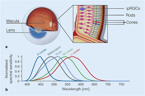 8 Overview of the retina photoreceptors.a Schematic view of the eye ...