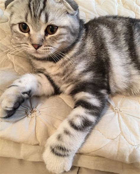 Scottish Fold Cat Kitten Named Gracie Cat Scottish Fold Beautiful